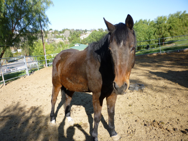 Cody (Rescued Horse)