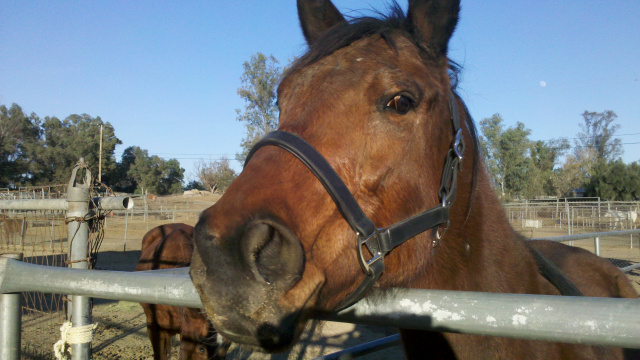 Afacalise (Rescued Horse)