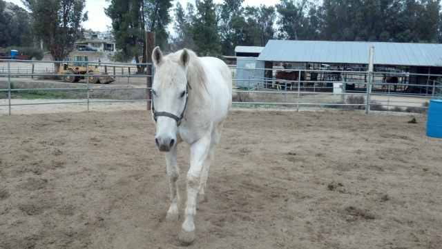 Barney (Rescued Horse)