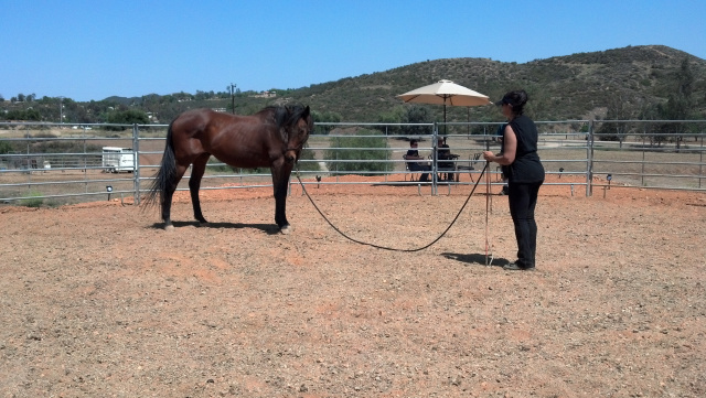 Parelli Horse Training Visiting