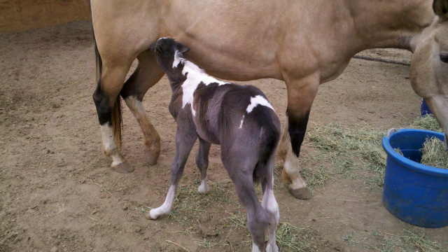 First Foal Born on the Ranch 5/2/12