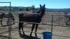 Chance (Rescued Horse)