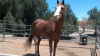 Melody (Horse Rescue)