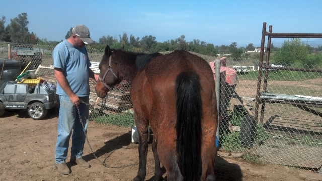 Charlie (Rescued Horse)