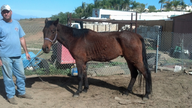 Charlie (Rescued Horse)