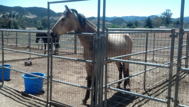 Rowdy (Rescued Horse)