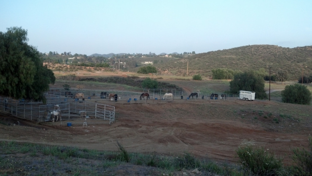 The Horse Area