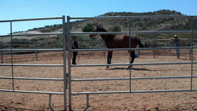 Parelli Horse Training Visiting