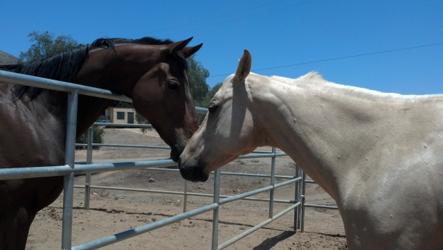 Rosie (Golden Palomino Donation)