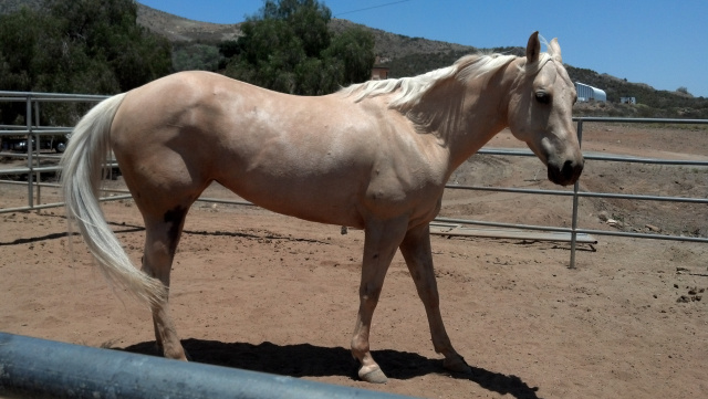 Rosie (Golden Palomino Donation)