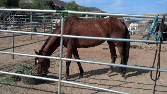 Breezy (Horse Rescue)