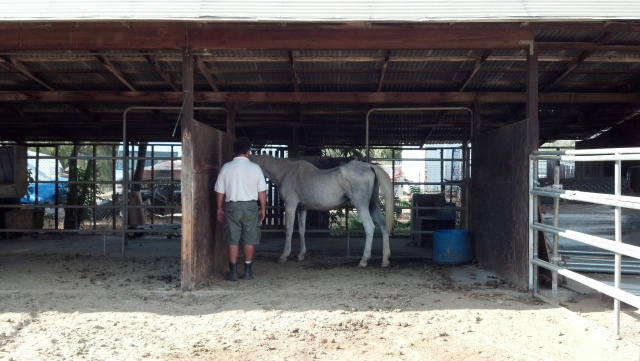 Spirit (Horse Rescue)