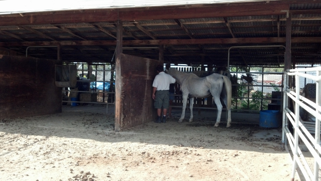 Spirit (Horse Rescue)