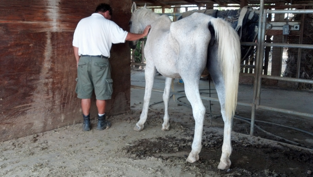 Spirit (Horse Rescue)