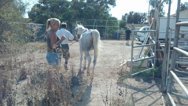 Spirit (Horse Rescue)