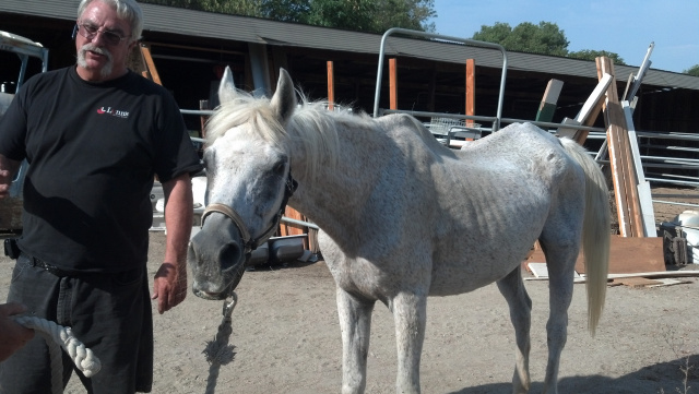 Spirit (Horse Rescue)