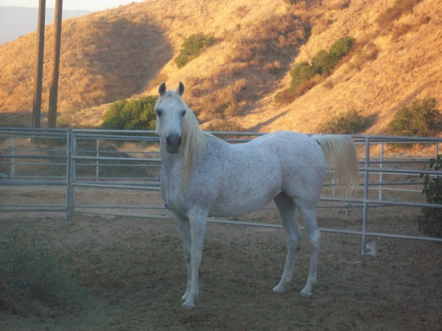 Bey Heliotrope (Horse Rescue)