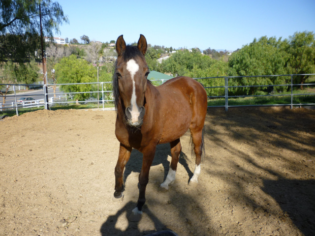 Radar (Rescued Horse)