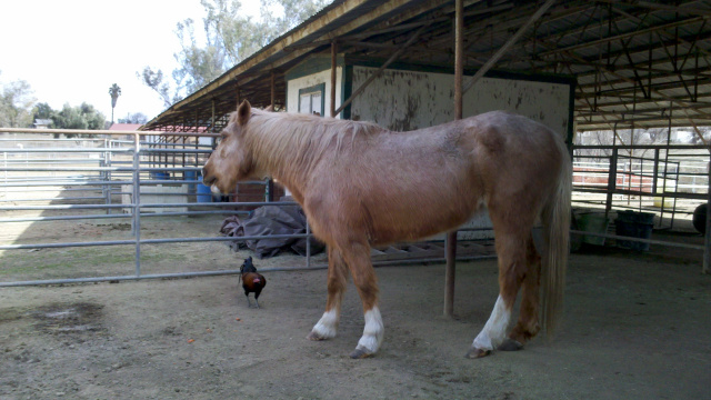 Ariel (Rescued Mustang)