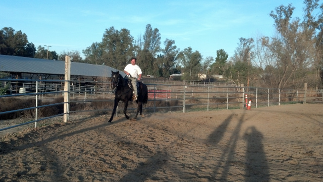 Herculea (Rescued Horse)