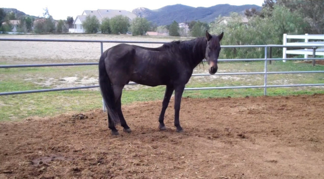 Coal (Horse Rescue)