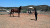 Parelli Horse Training Visiting