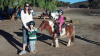 Mini Horse for Parties and Lessons