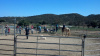 Cowgirl Birthday Party at Oak Meadows Ranch