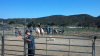 Cowgirl Birthday Party at Oak Meadows Ranch